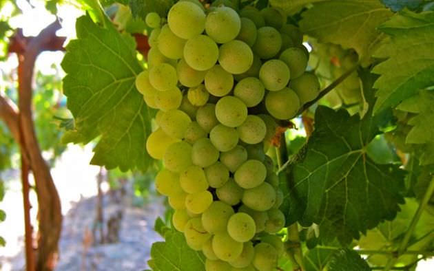 Chenin Blanc