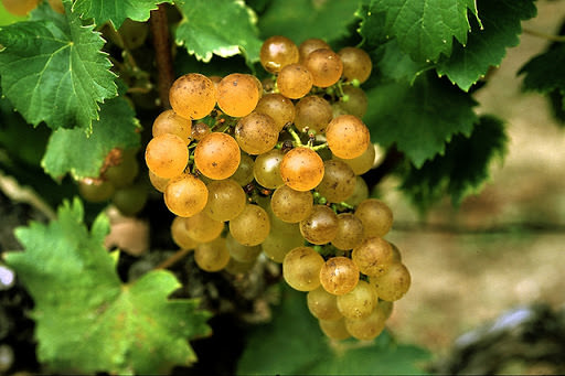 Semillon