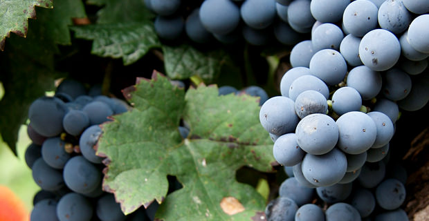 Tempranillo