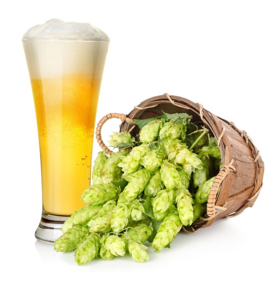 Light beer and hop in basket isolated on white background