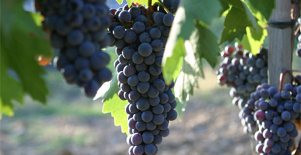 sangiovese